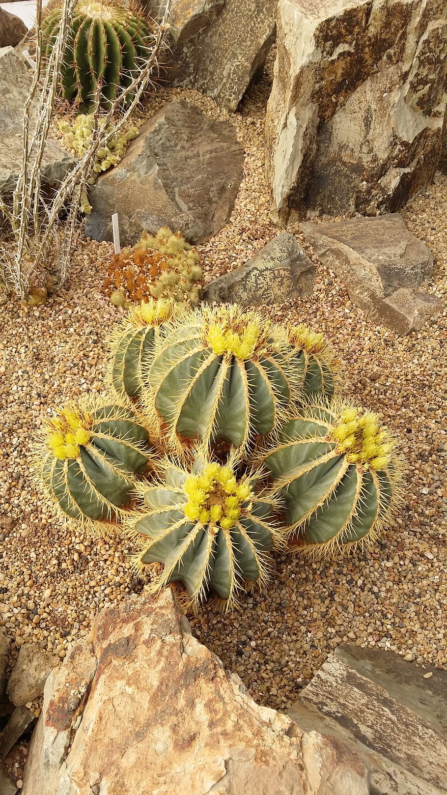 yellow, barrel, cactus, succulent plant, growth, plant, nature, spiked, thorn, beauty in nature