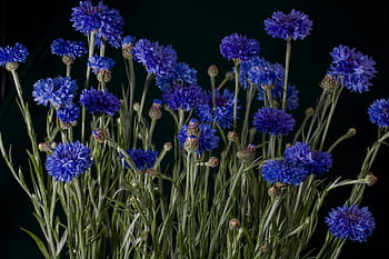 青い野生の花写真 Pxfuel