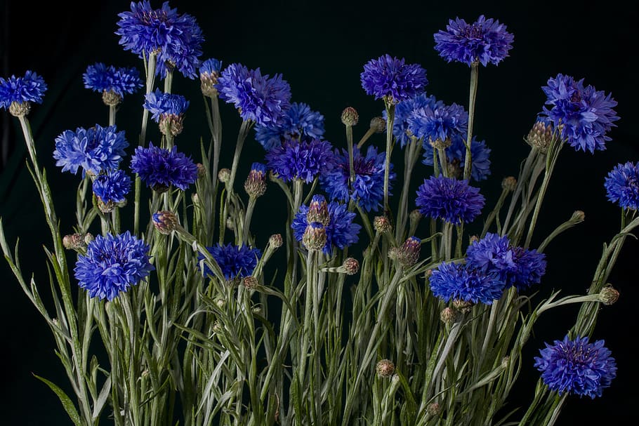 flores de pétalos azules, flores, acianos, azul, macro, flor silvestre, naturaleza, flor azul, verano, Flor
