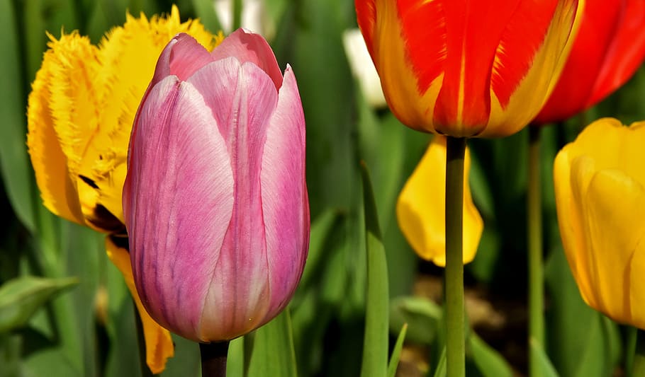 seletivo, fotografia de foco, roxo, vermelho, amarelo, flores de pétalas, tulipas, flores, colorido, flores da primavera