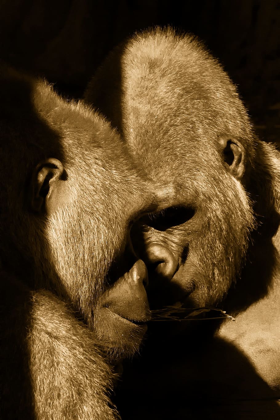 類人猿, ブロンクス動物園, ニューヨーク市, カップル, ペア, 愛, 愛情, 一緒に, 仲間, かわいい