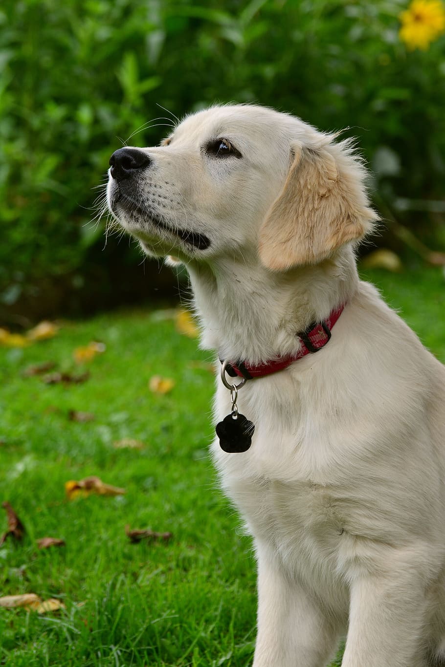 ゴールデン レトリーバーの子犬 緑 草 犬 ゴールデンレトリーバー 子犬 若い動物 犬の肖像画 レトリーバー Pxfuel