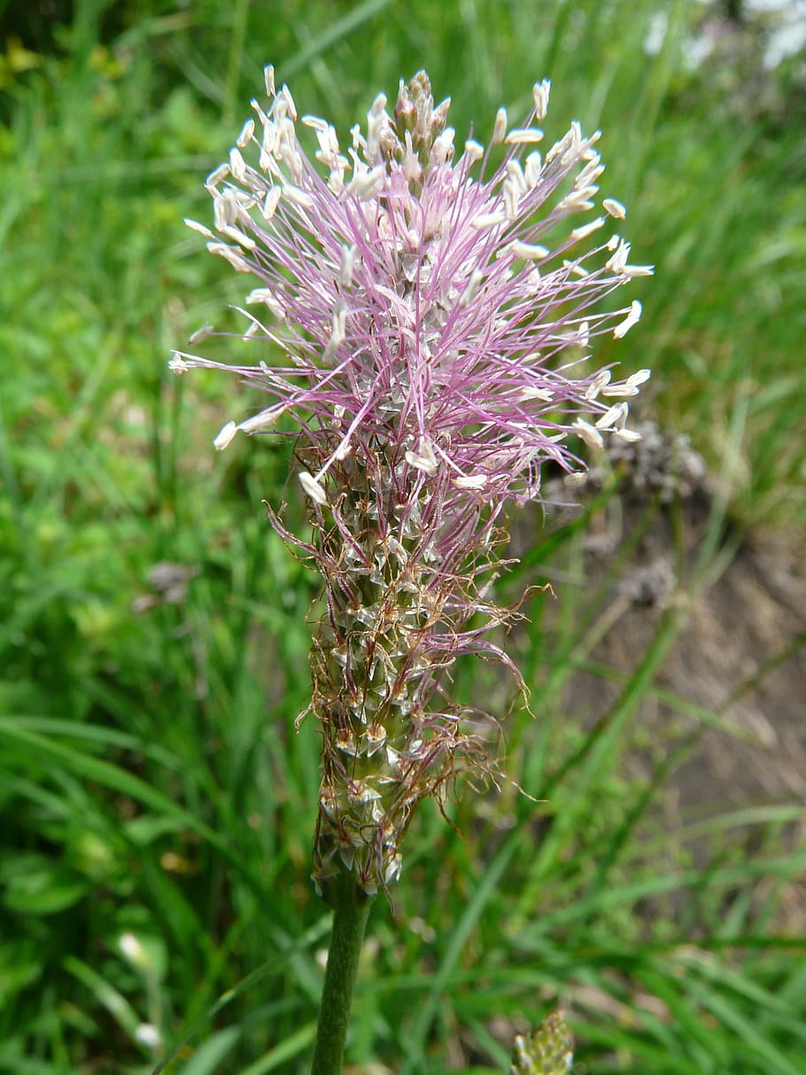 ホーリーオオバコ オオバコ 花 春 春の花 自然 植物 ピンク オオバコメディア 先の尖った花 Pxfuel