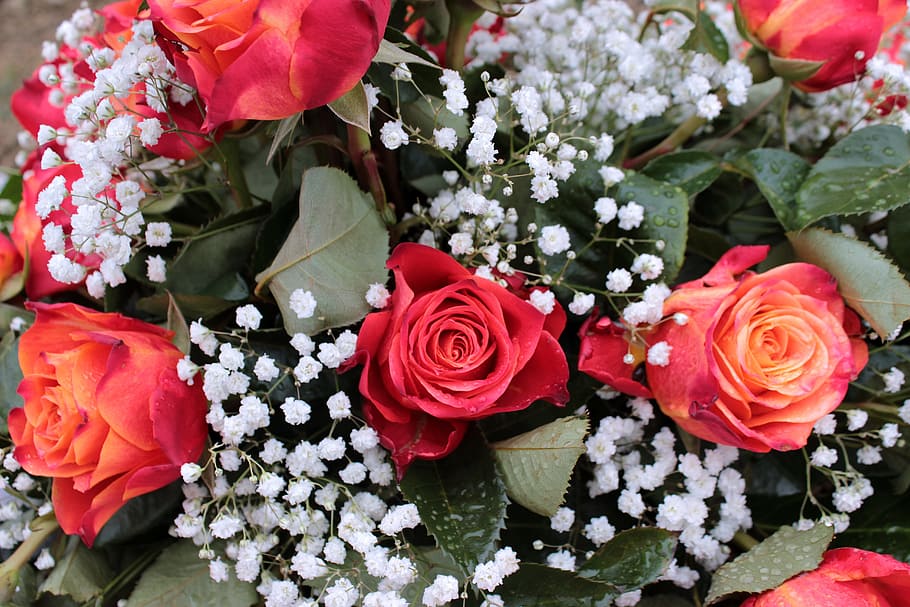 mawar merah, karangan bunga, gypsophila, bunga, cinta, hari valentine, hari pernikahan, hari ibu, aroma, perayaan