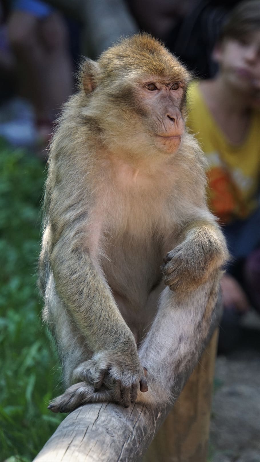 macaco de barbary, visitantes, crianças, audiência, salem de montanha de macaco, animal, doce, bonitinho, pele, marrom