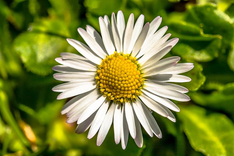 shallow, focus photography, white, flower, geese flower, daisy, bellis philosophy, multiannual daisy, composites, asteraceae