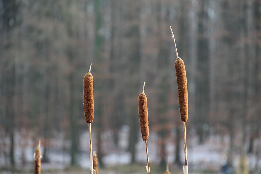 nature, nature reed, landscape, plant, water, marsh, cattail, focus on foreground, growth, day