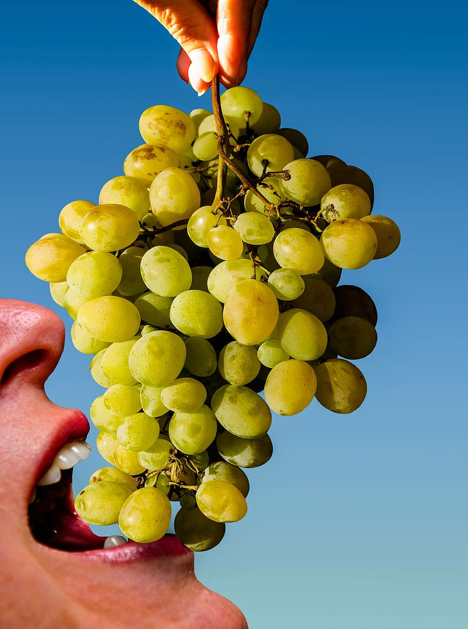 grapes, eat, fruit, keep, pick, harvest, vintage, green grapes, summer, autumn