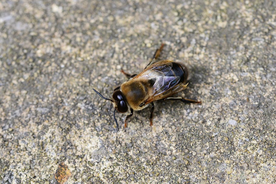drone, honey bee, male, bee, buckfast, strong, insect, wings, antenna, head