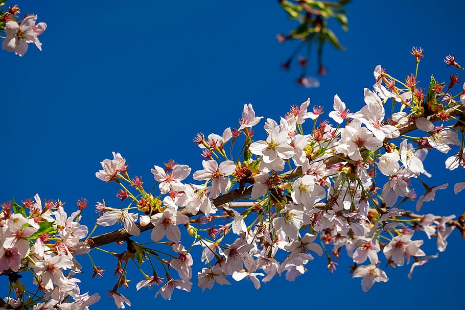 ロー アングル写真 白 花びらの花 昼間 日本の桜の木 花 木 日本の桜 ピンク Pxfuel