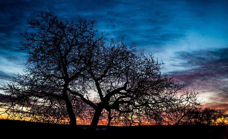 실루엣 사진, 맨 손으로, 나무, 푸른, 하늘, 일출, morgenstimmung, 겨울 일출, hegau, 뒷등
