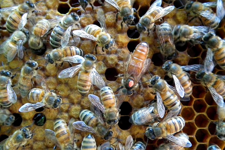 marked queen, honey bee, hive, animal wildlife, animal themes, animals in the wild, group of animals, animal, sea, large group of animals