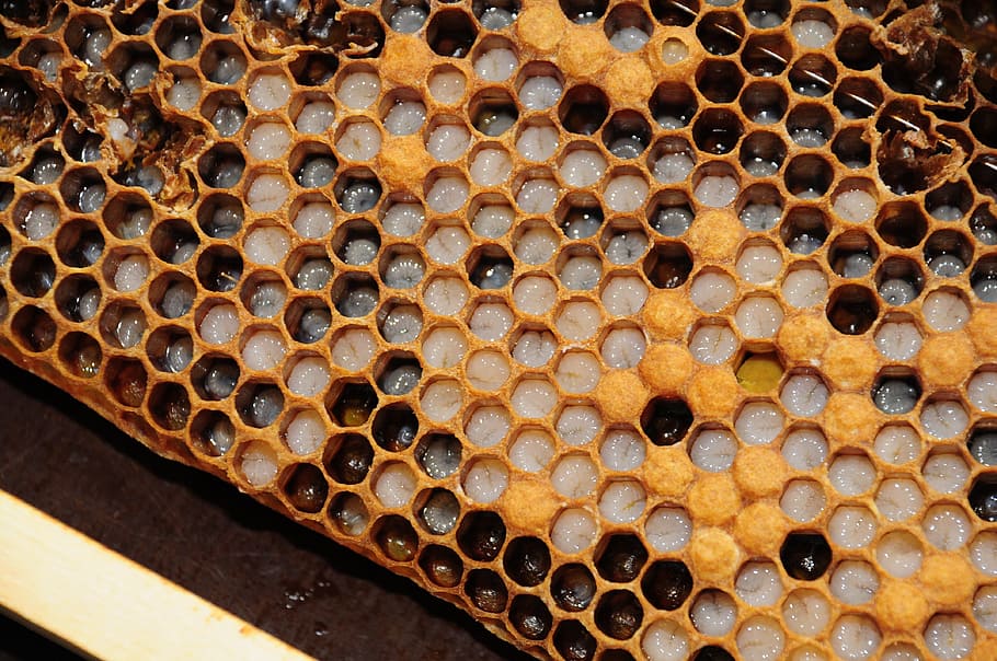 tanpa judul, sarang lebah, didihkan, lebah, madu, struktur tempat tinggal, serangga, lebah madu, tidak ada orang, di dalam ruangan