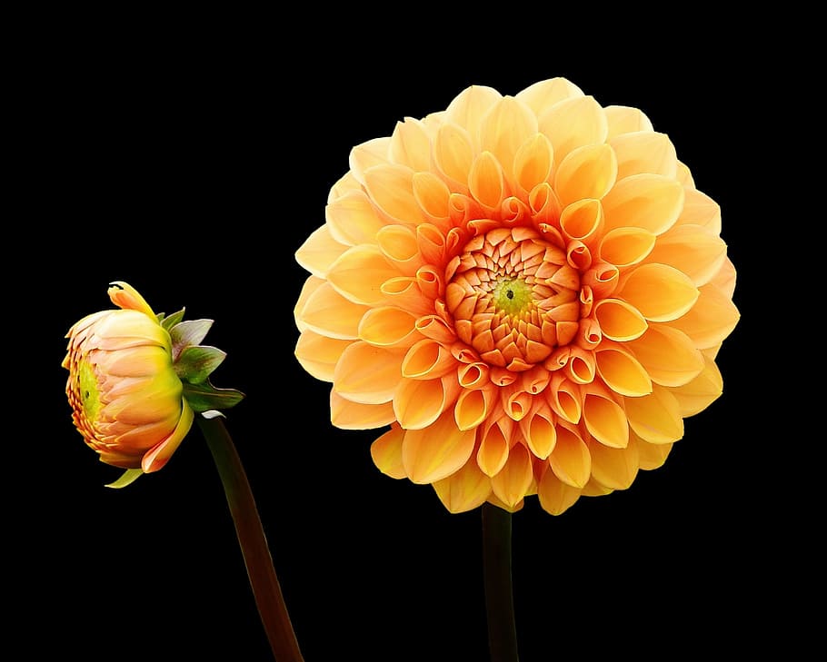fotografía macro, amarillo, naranja, flor, dalia, dalias, otoño, asteraceae, jardín de flores, flor ornamental