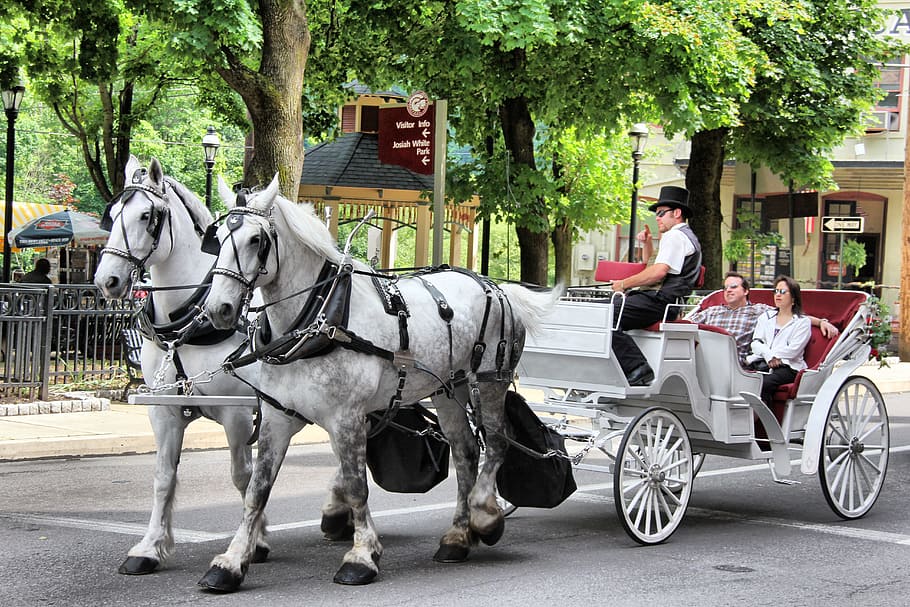 horse, carriage, transportation, animal, travel, tourism, horse-drawn, ride, coach, vehicle