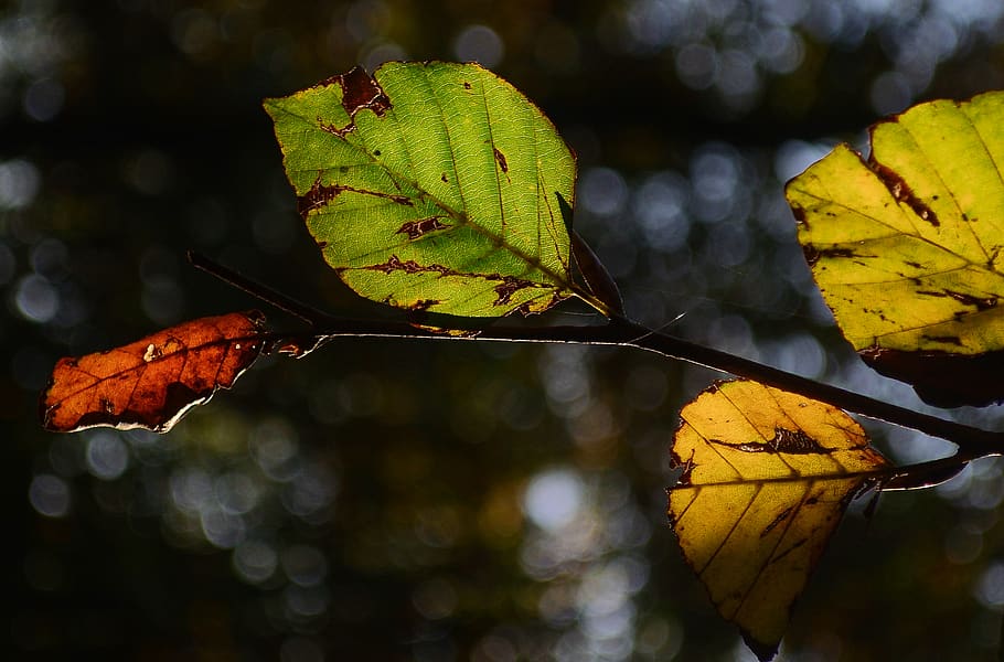 leaves, autumn, colors, leaf, plant part, change, nature, close-up, yellow, focus on foreground