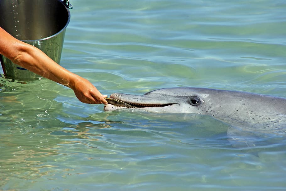 person, feeding, gray, dolphin, captivity, mammal, eating, hand feeding, human, marine life