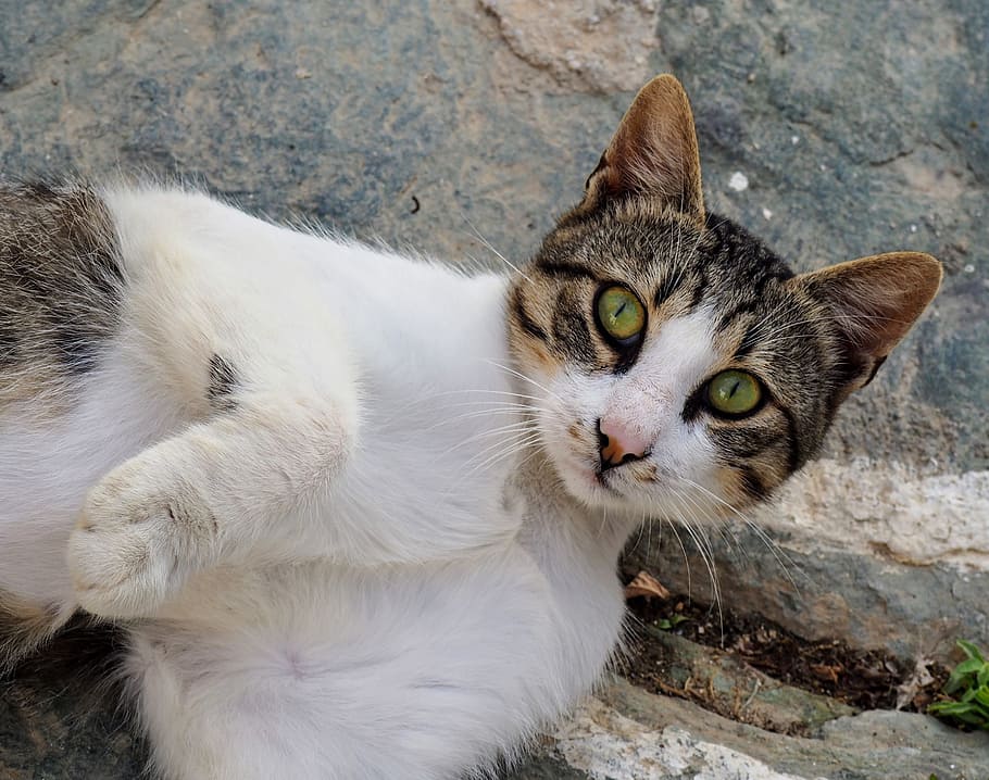 Folegandros, Greece, Cyclades, Cat, tabby cat, look, domestic cat, pets, feline, domestic animals