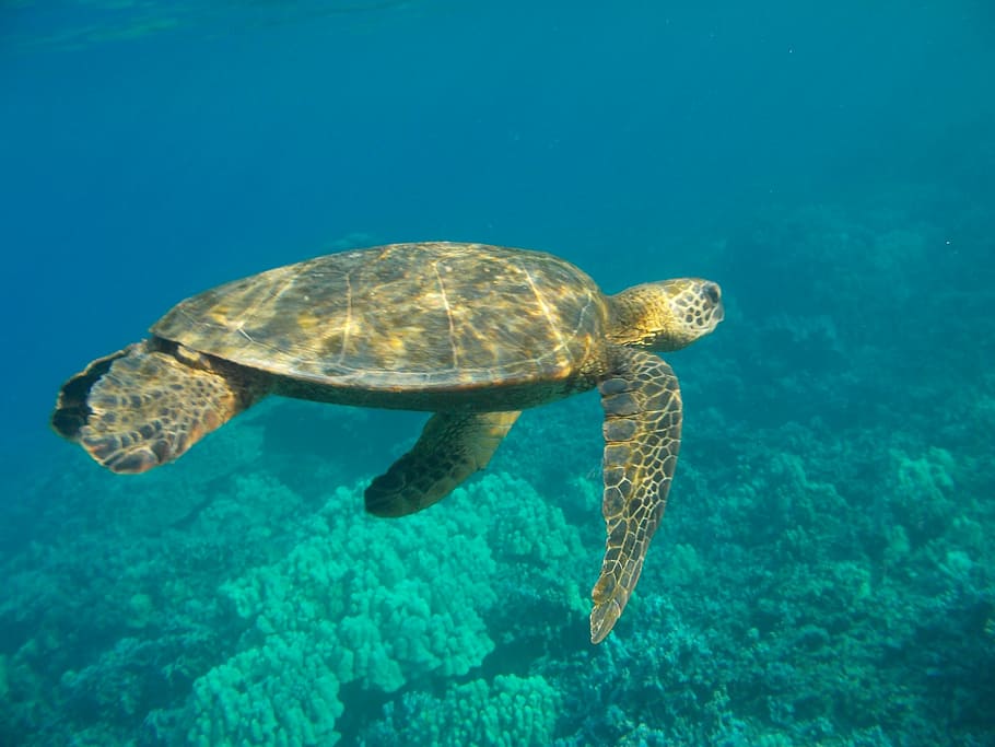 brown, underwater, daytime, hawaii, sea, turtle, marine, wildlife, green, animal