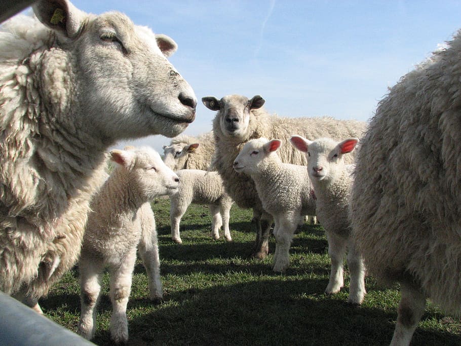 farm, animals, wool, sheep, mammal, animal themes, group of animals, animal, domestic animals, pets