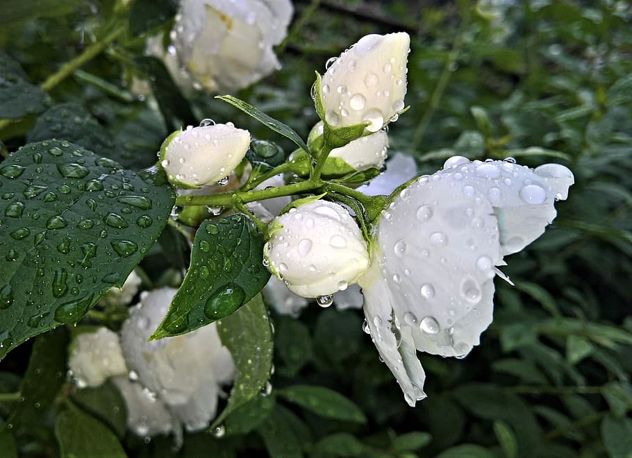 white, rose, water droplets, closeup, photography, flowers, jasmin, ornamental shrub, jasmine flower, branch
