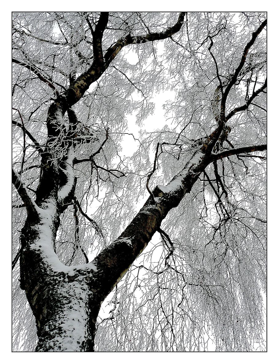 rendah, foto sudut, pohon, tertutup, salju, musim dingin, es, dingin, sihir musim dingin, embun beku