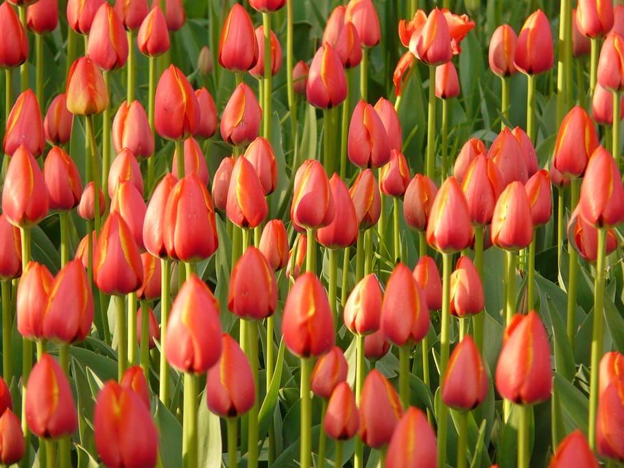 チューリップ畑, チューリップ, 赤, 閉じた, へ, tulpenbluete, 花, カラフル, 色, 春