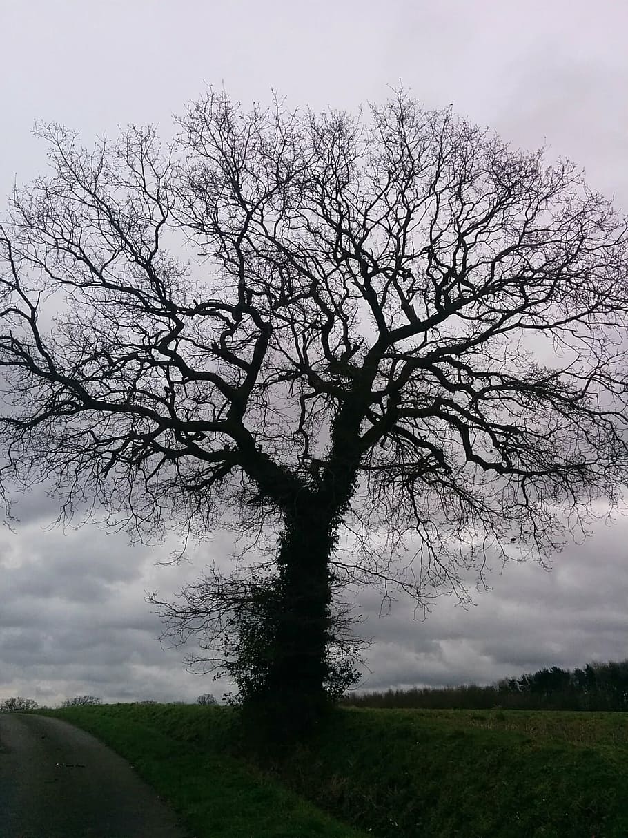 tree without leaves, autumn, field, tree, nature, plant, sky, cloud - sky, bare tree, tranquility