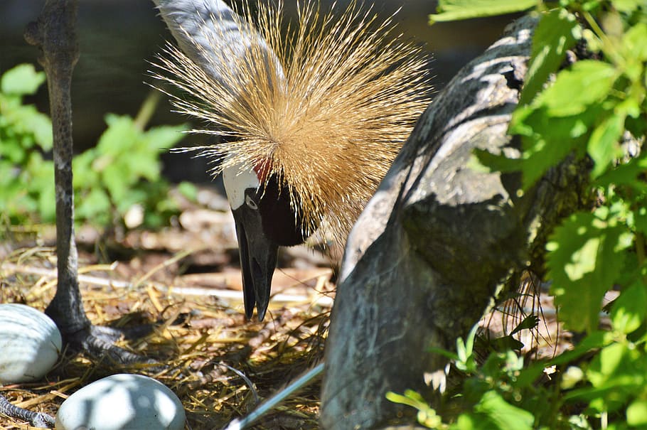 grey crowned crane, baleurica regulorum, bird, nest, hatchery, egg, animal, zoo, tierpark hellabrunn, plant