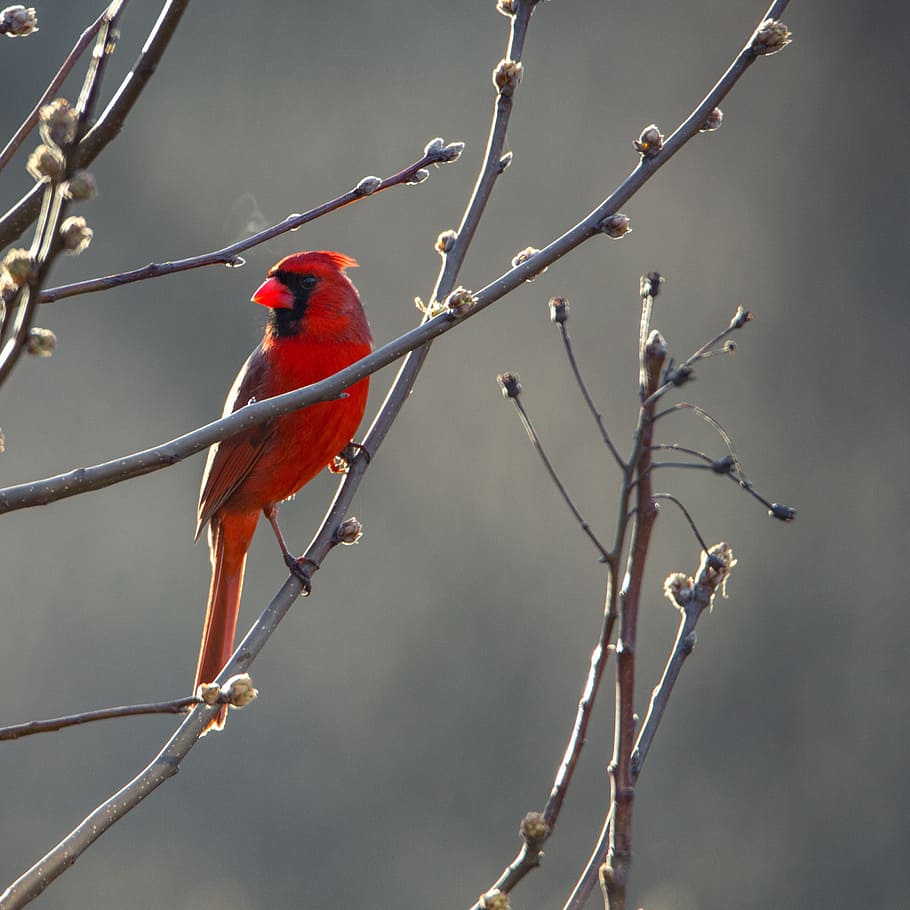 red cardinal bird, cardinal, bird, red, nature, wildlife, wild, beak, northern, ornithology