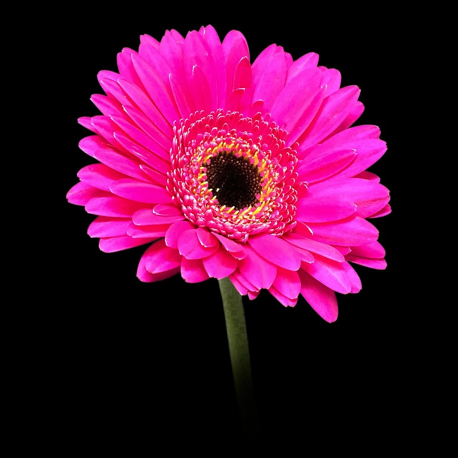 gerbera, pink, daisy, macro, blossom, flower, botanical, petal, plant, natural
