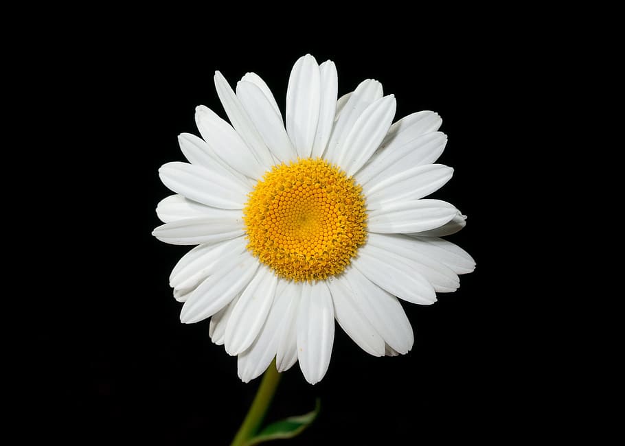 closeup, foto, bunga daisy, oxeye daisy, bunga, mata sapi, putih, kuning, mekar, daun bunga