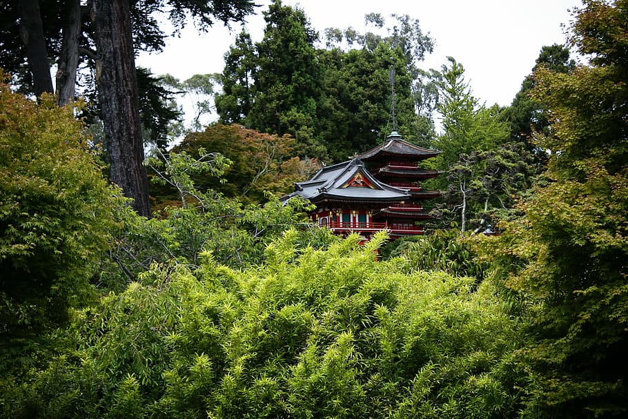 アジア, 自然, 日本, 森, 日本庭園, 植物, 伝統的, 調和, 家, 建物