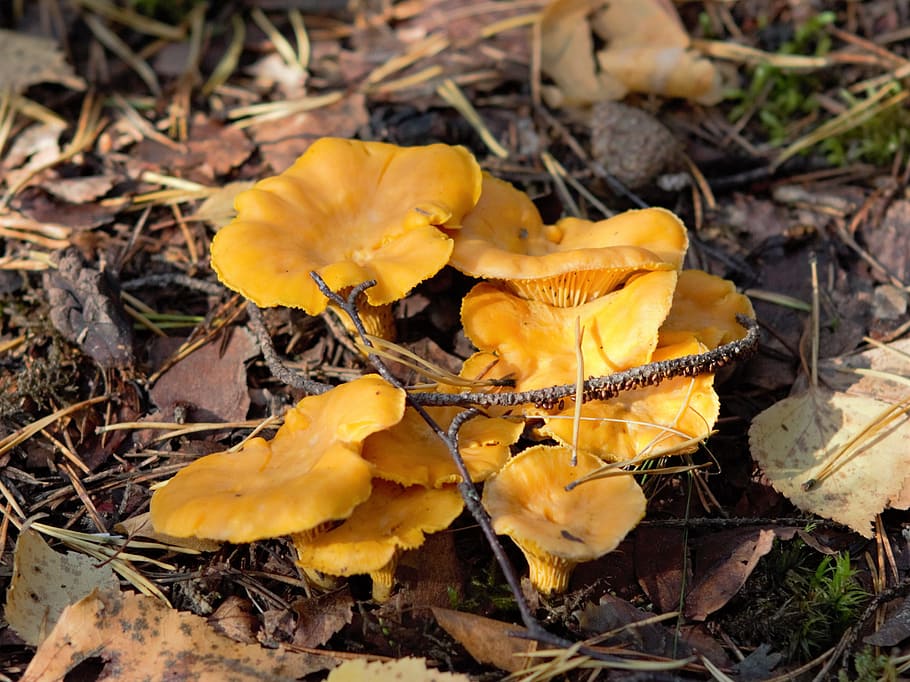 chanterelle, autumn harvest, the yellow chanterelle, food, good nature, best fried, yellow gold, delicacy, yellow, land