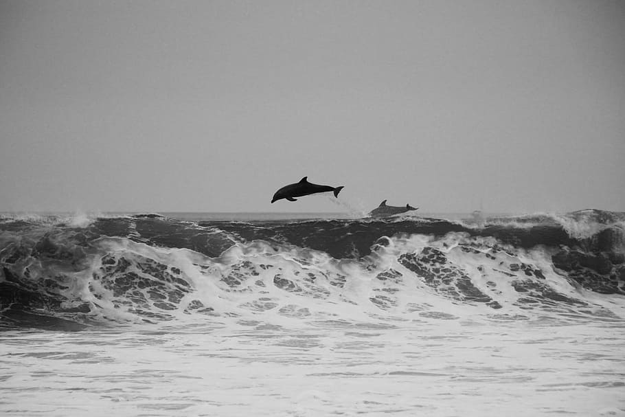 delfín, saltando, océano, día, hora, blanco y negro, delfines, peces, mar, olas