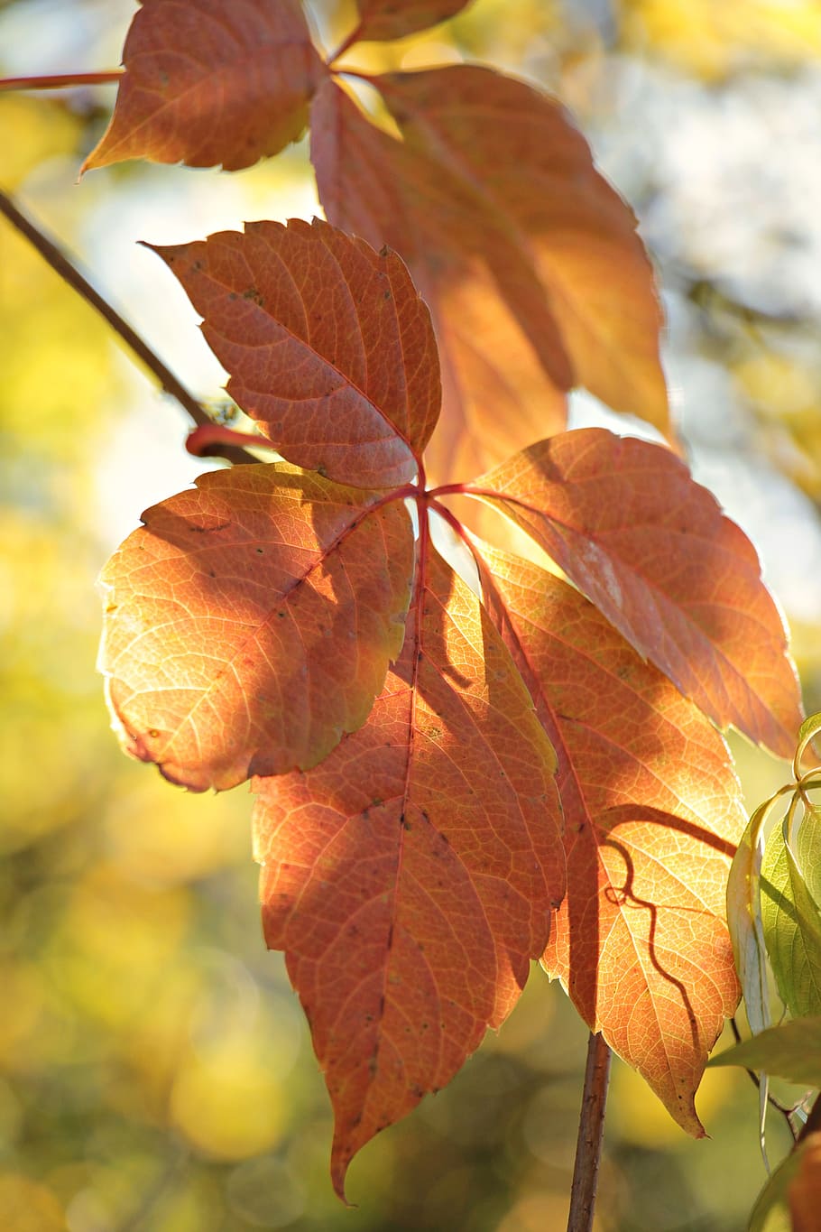 micro, tiro, marrón, marchito, hojas de otoño, otoño, estado de ánimo, hojas, hojas verdaderas, otoño dorado