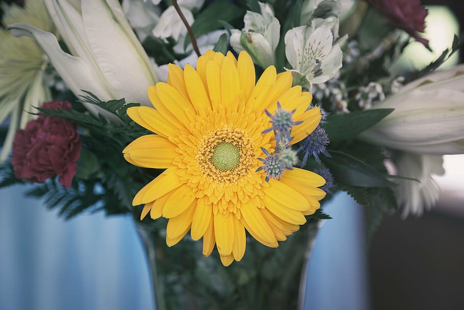fotografi jarak dekat, kuning, gerbera daisy, di antara, bunga, vas, daun bunga, mekar, taman, tanaman