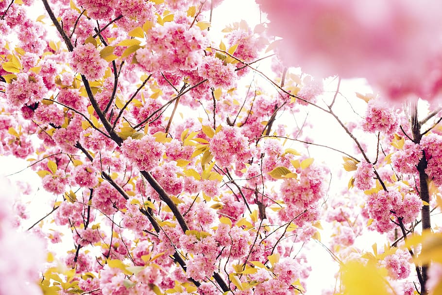 pohon sakura, bunga, merah muda, daun bunga, berkembang, taman, tanaman, alam, musim gugur, Warna pink