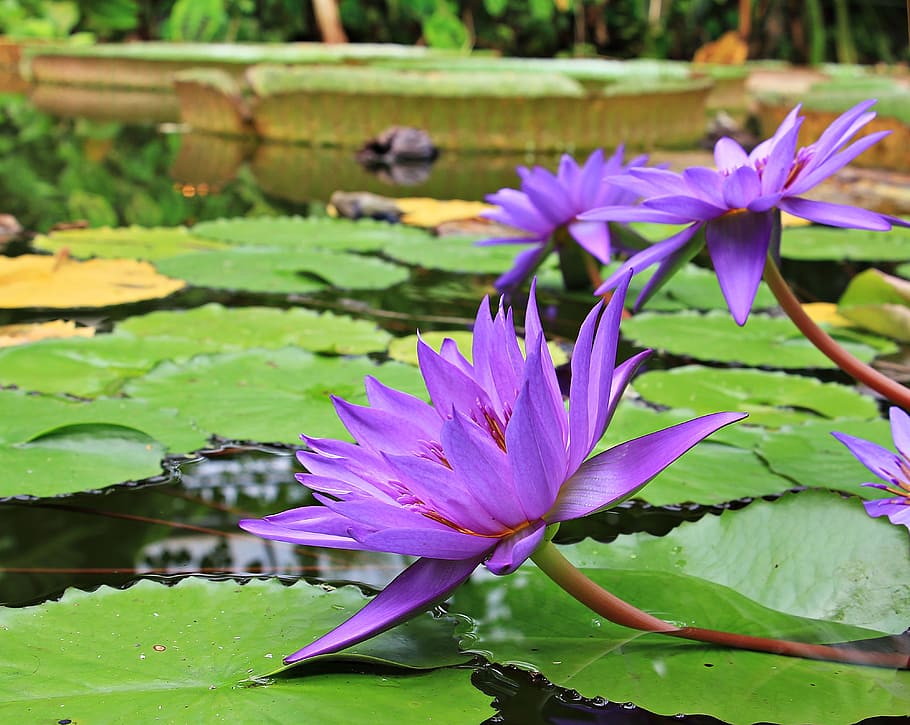 ungu, bunga, hijau, tanaman, tubuh, air, bunga Lotus, bunga lili air, nuphar, tanaman air