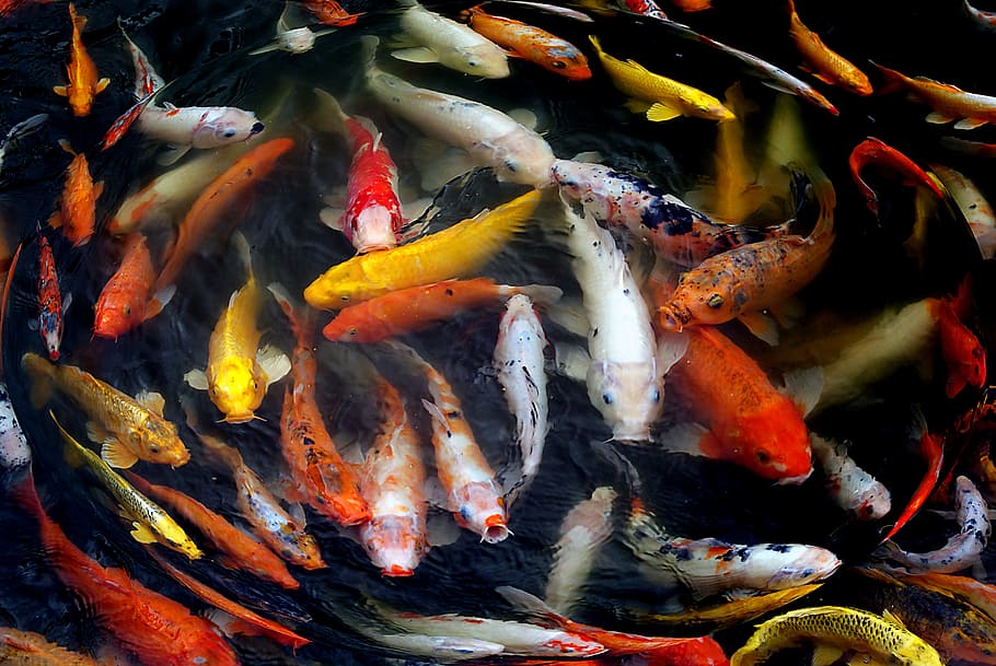 Koi, pez koi de colores variados, grupo de animales, carpa koi, agua, animal, natación, temas de animales, carpa, fauna animal