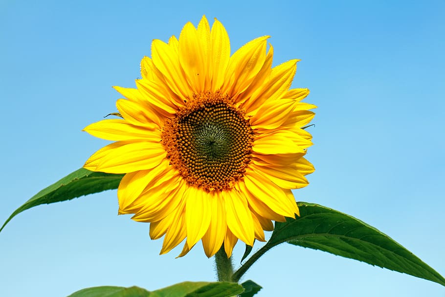 fotografia de close-up, amarelo, girassol, dia, flor do sol, flor, planta, bonita, individualmente, natureza