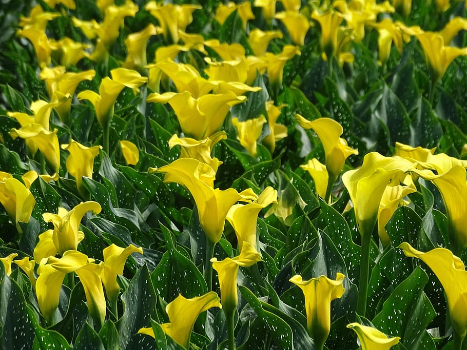 calla, calla field, yellow, flower, blossom, bloom, yellow flower, yellow flowers, nature, plant