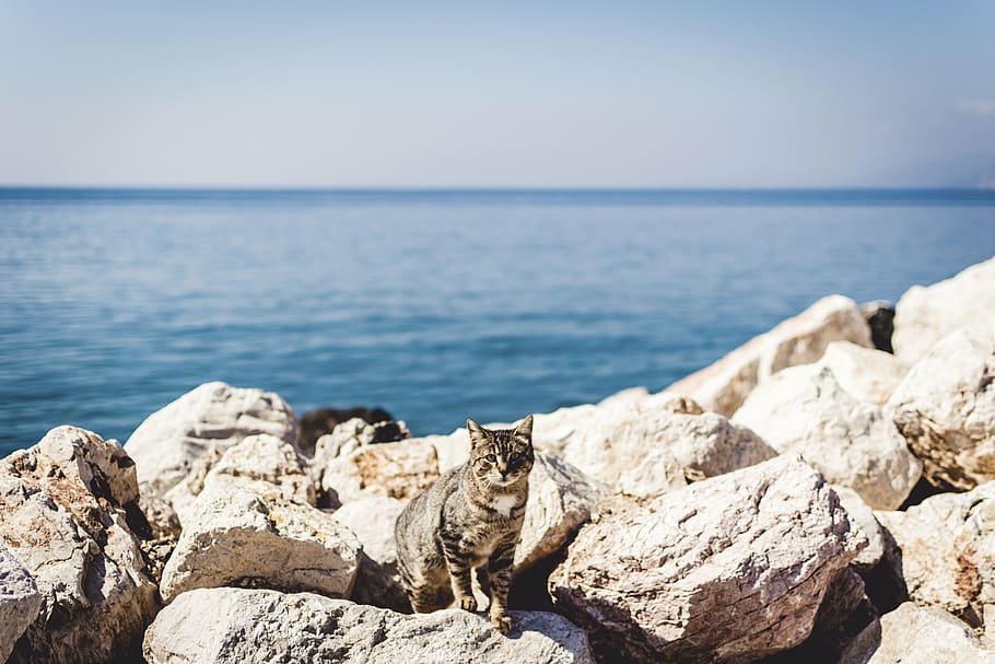 gray, tabby, cat, standing, rocks, blue, ocean, sea, water, horizon