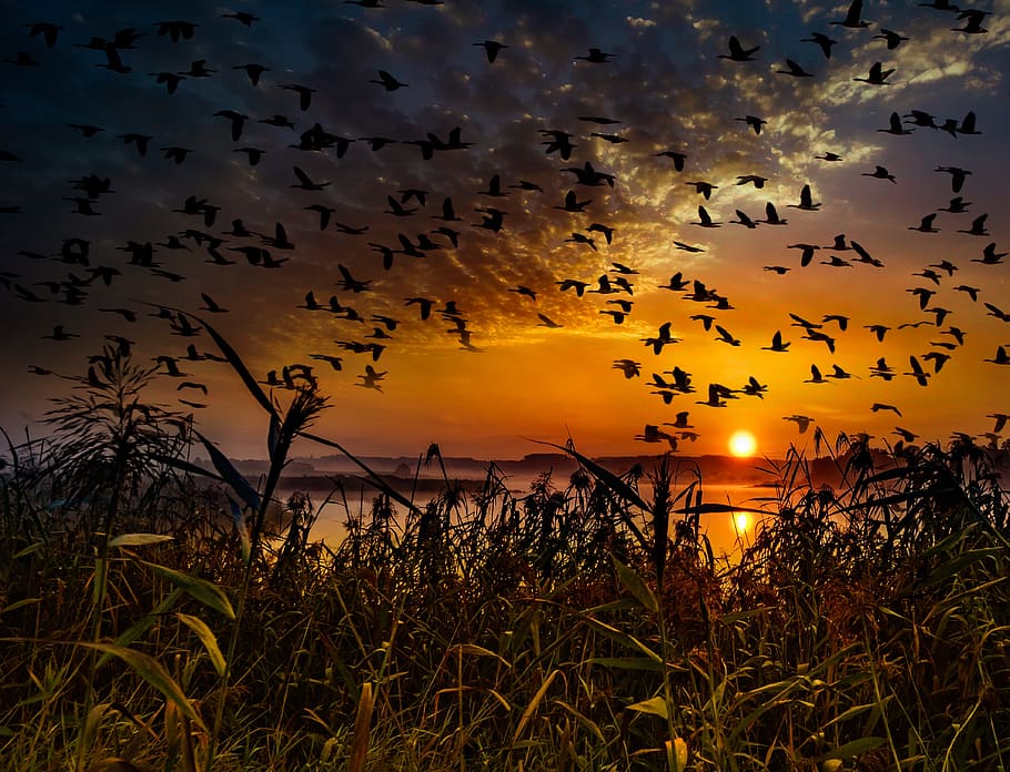 silueta, bandada, pájaros, vuelo, cuerpo, agua, dorado, hora, puesta de sol, bandada de pájaros