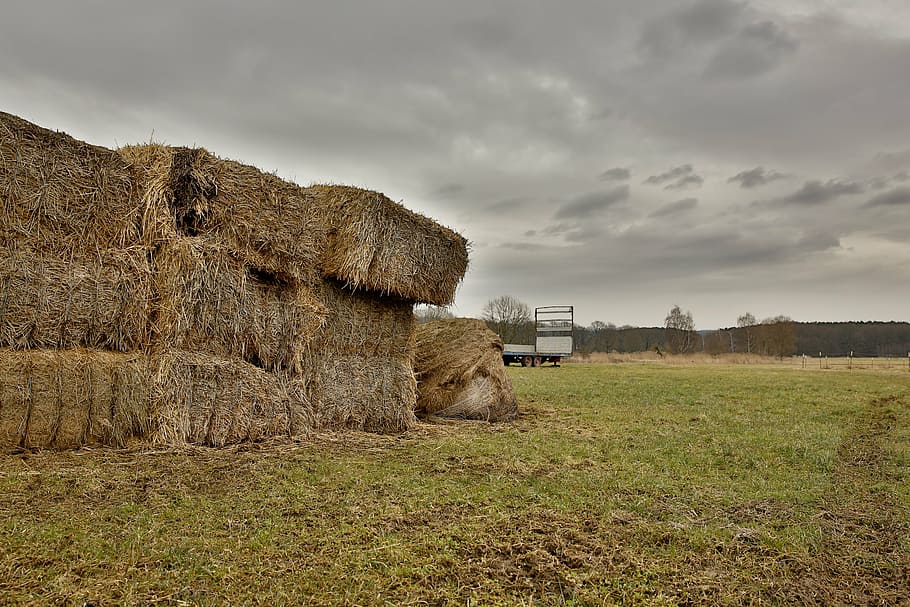 straw, hay, bale, block, straw bales, agriculture, hay bales, meadow, field, landscape