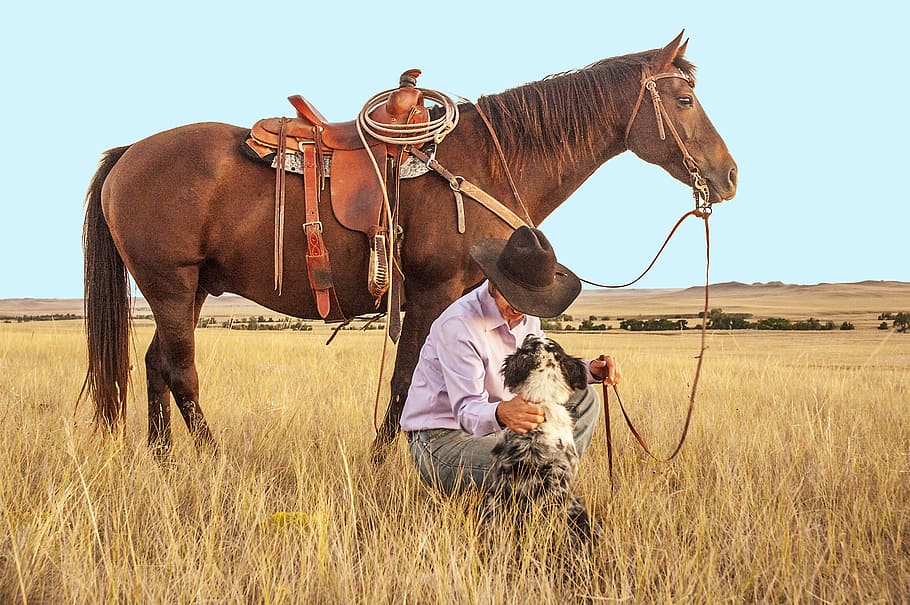 cowboy, sitting, merle australian shepherd, brown, horse, grass field, daytime, dog, pasture, western