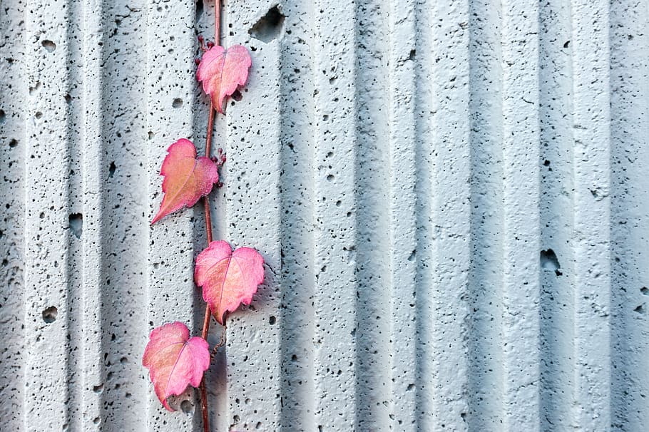 concrete, texture, pattern, leaves, wallpaper, outdoors, exterior, vine, wall - building feature, close-up