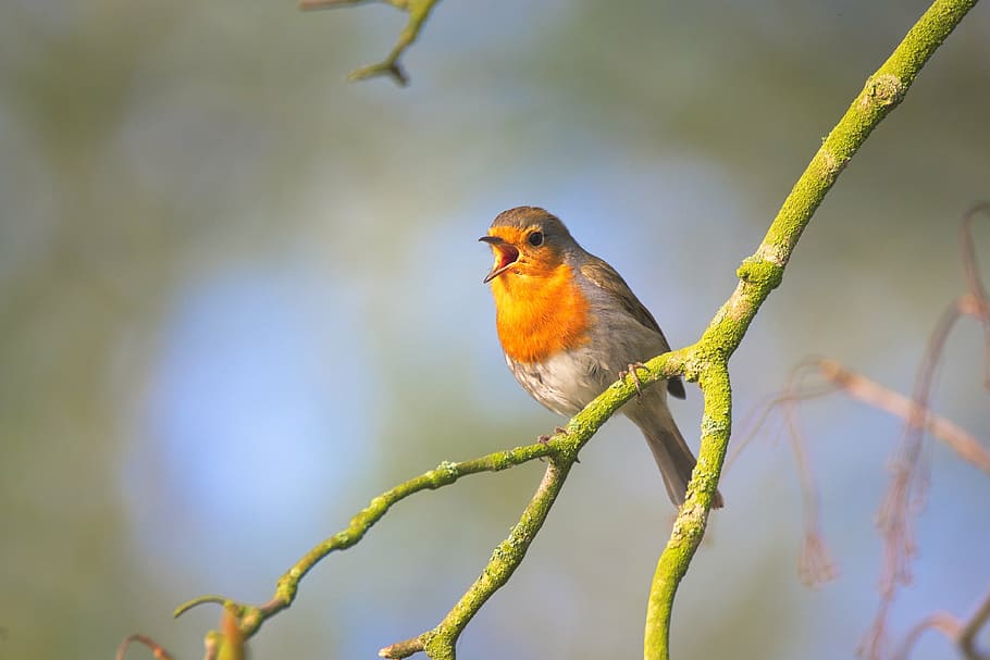 brown, gray, bird, green, branch, small bird, sing, robin, close, garden bird