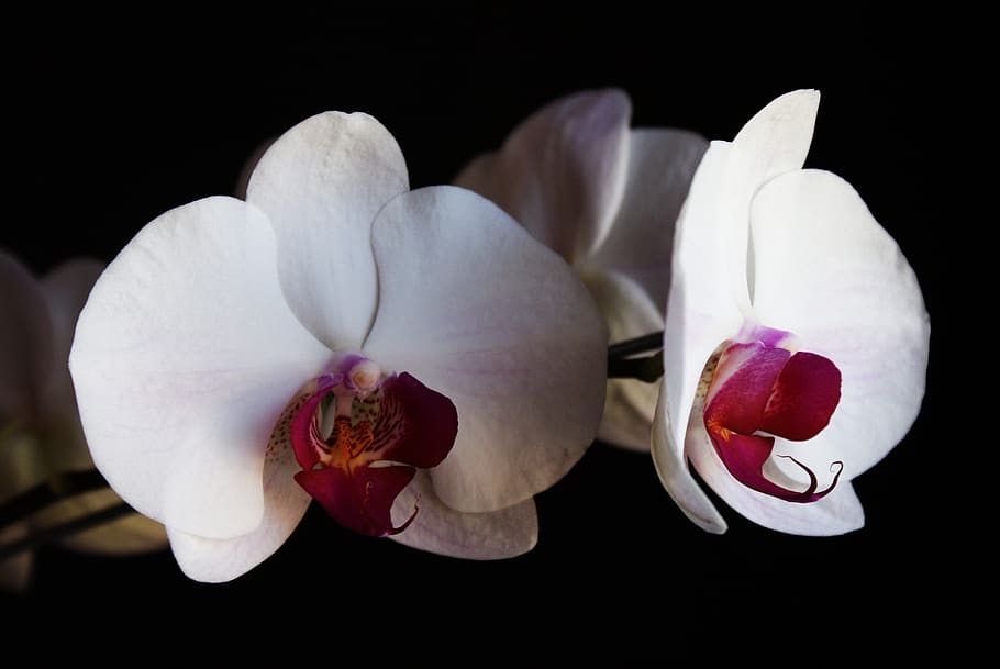 orchid, flower, flowers, nature, spring, garden, art, the wonders of nature, flowering plant, fragility