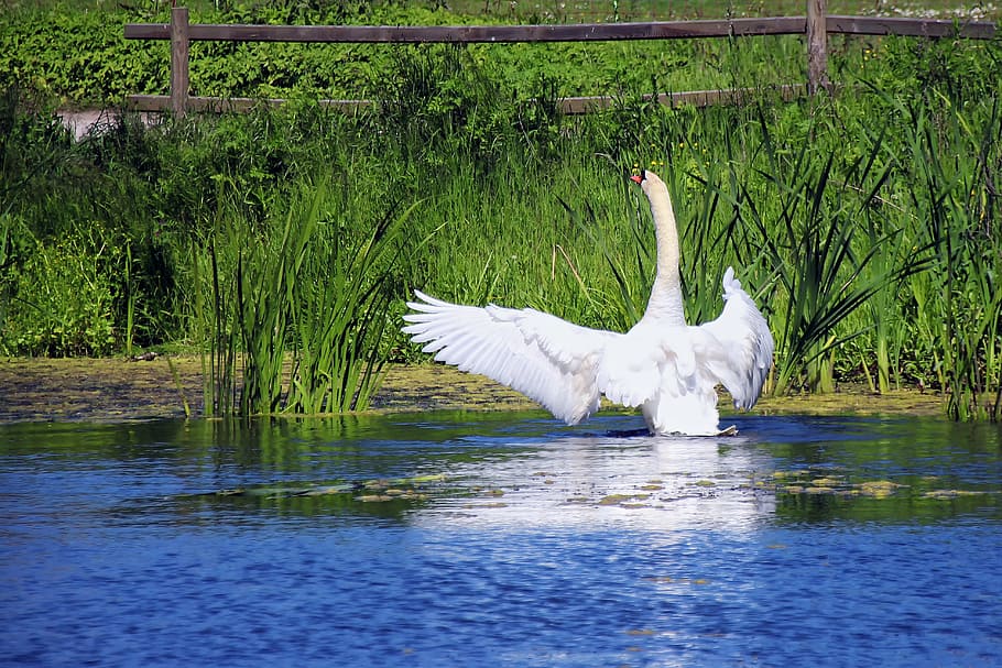 white duck, swan, pond, white, water, lake, nature, waters, waterfowl, white swan